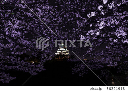 夜桜 大阪城 夜桜 大阪城 30221918