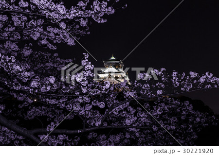 夜桜　大阪城 30221920