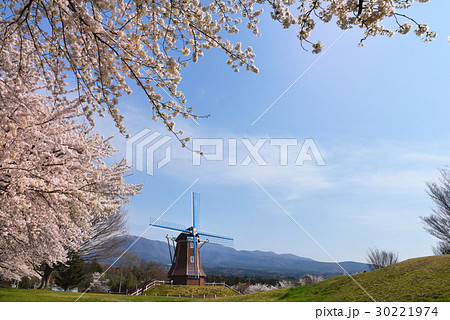 桜満開のぐりーんふらわー牧場 桜満開のぐりーんふらわー牧場 30221974