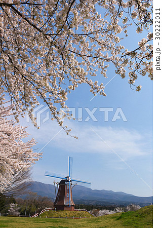 桜満開のぐりーんふらわー牧場 桜満開のぐりーんふらわー牧場 30222011