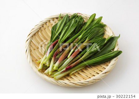 行者ニンニク 30222154