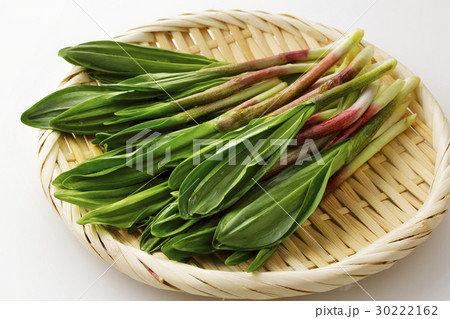 行者ニンニク 30222162