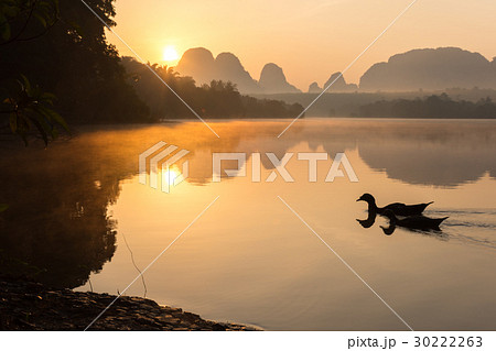 Morning Scene of Ducks in a Pond. 30222263