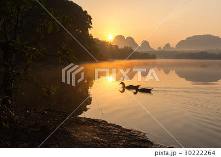 Morning Scene of Ducks in a Pond. 30222264