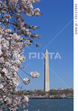 ワシントン記念塔と桜 ワシントンdcの写真素材