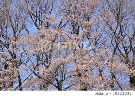 春の八王子城址はこんな感じ　八王子市 30223035