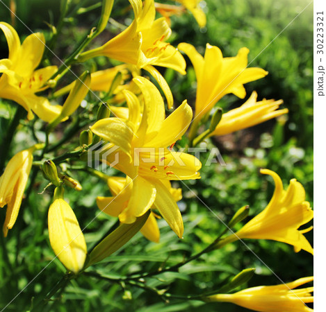 Yellow Day lily flower or Hemerocallis 30223321