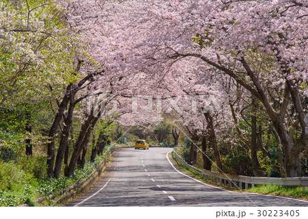 桜のトンネルを走る車 30223405