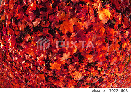 autumn color leaves autumn color leaves 30224608