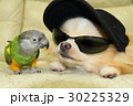 ピーちゃん＆太郎 30225329