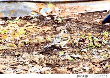 東京都三鷹市の野鳥 三鷹中原カキ栽培地のアトリ 30225373