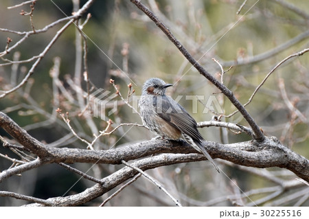 東京都三鷹市の野鳥 仙川隣接公園サクラの木にとまるヒヨドリ 30225516