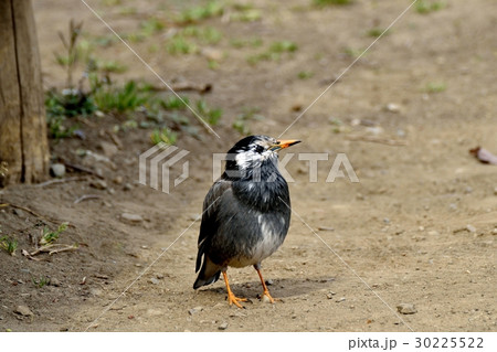 東京都三鷹市の野鳥 仙川隣接公園のムクドリ 30225522
