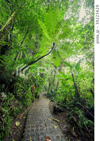 Stone path in rainforest Monteverde Costa Rica Stone path in rainforest Monteverde Costa Rica 30225629