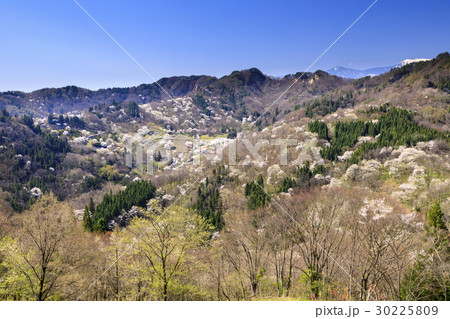 陸郷のヤマザクラ 陸郷のヤマザクラ 30225809