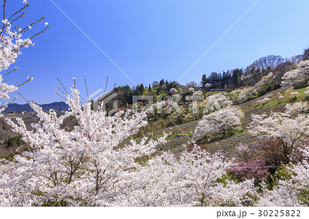 陸郷のヤマザクラ 30225822