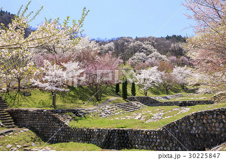 陸郷のヤマザクラ 陸郷のヤマザクラ 30225847