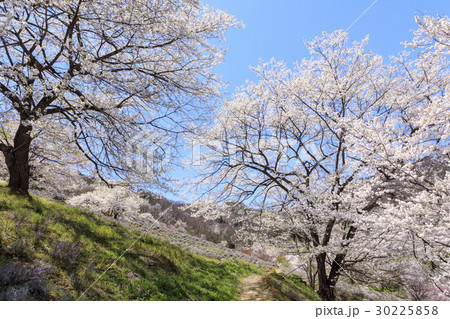 陸郷のヤマザクラ 陸郷のヤマザクラ 30225858