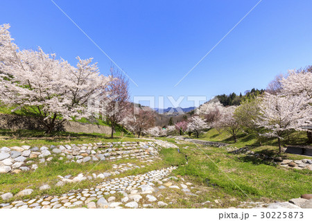 陸郷のヤマザクラ 陸郷のヤマザクラ 30225873