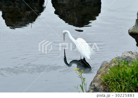 東京都三鷹市の野鳥 仙川浅瀬に立ち水面を見つめるダイサギ 30225883