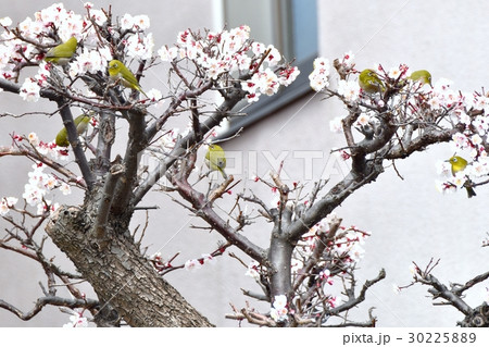 東京都三鷹市の野鳥 仙川遊歩道民家の梅ノ木とメジロ 30225889
