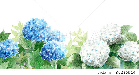 青と白の紫陽花のイラスト素材