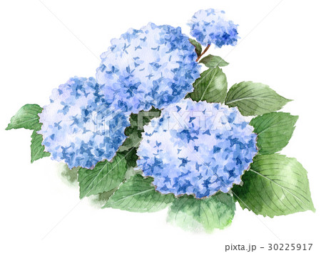 青い紫陽花のイラスト素材