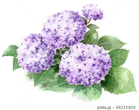 紫の紫陽花のイラスト素材