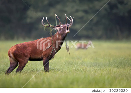 Red deer bellowing in the wild Red deer bellowing in the wild 30226020