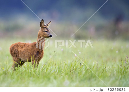 Young roe deer in a clearing Young roe deer in a clearing 30226021