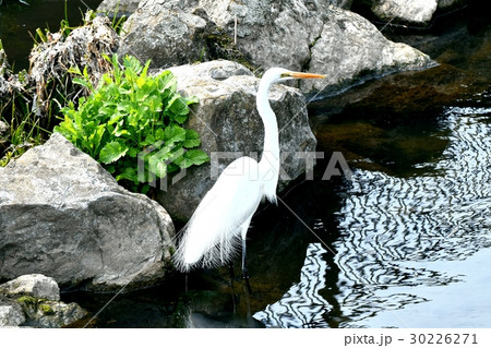東京都三鷹市の野鳥 仙川浅瀬に立つダイサギ 30226271