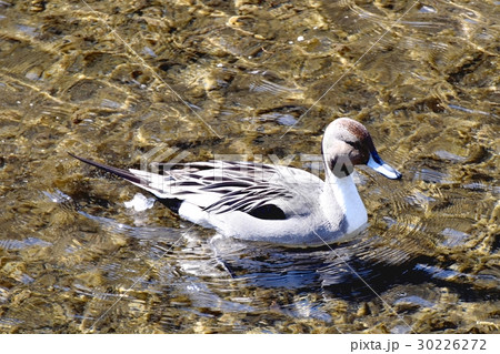 東京都三鷹市の野鳥 仙川に浮かぶオナガガモのオス 東京都三鷹市の野鳥 仙川に浮かぶオナガガモのオス 30226272