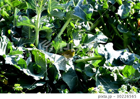 東京都三鷹市の野鳥 三鷹中原収穫前のブロッコリー畑のメジロ 30226565