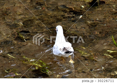 東京都三鷹市の野鳥 仙川を泳ぐユリカモメ 東京都三鷹市の野鳥 仙川を泳ぐユリカモメ 30226711