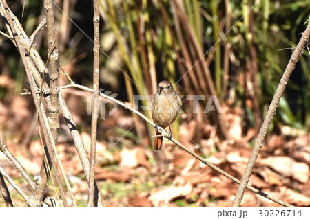 東京都三鷹市の野鳥 仙川に隣接する公園のジョウビタキのメス 30226714