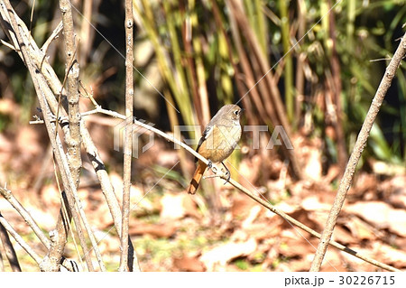 東京都三鷹市の野鳥 仙川に隣接する公園のジョウビタキのメス 東京都三鷹市の野鳥 仙川に隣接する公園のジョウビタキのメス 30226715