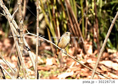 東京都三鷹市の野鳥 仙川に隣接する公園のジョウビタキのメス 30226716