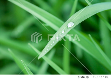water drops on green grass macro 30226740