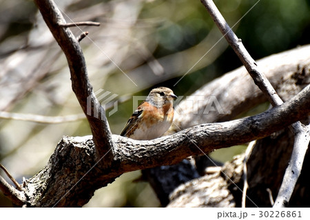 東京都三鷹市の野鳥 仙川公園の木にとまるアトリ 東京都三鷹市の野鳥 仙川公園の木にとまるアトリ 30226861