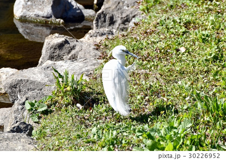 東京都三鷹市の野鳥 仙川河岸草地で冬羽を整えるコサギ 東京都三鷹市の野鳥 仙川河岸草地で冬羽を整えるコサギ 30226952