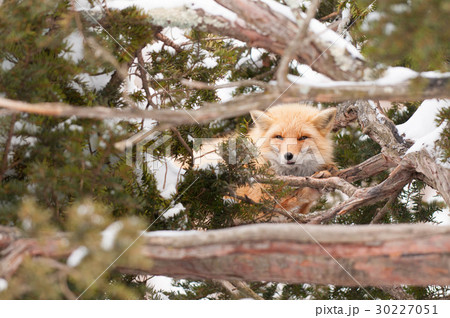 木の中から顔を出すキタキツネ 30227051