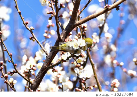 東京都三鷹市の野鳥 仙川遊歩道のウメの蜜を吸うメジロ 東京都三鷹市の野鳥 仙川遊歩道のウメの蜜を吸うメジロ 30227094