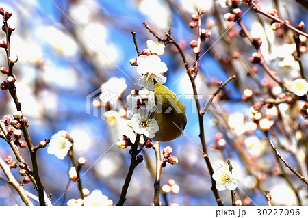 東京都三鷹市の野鳥 仙川遊歩道に咲くウメの蜜を吸うメジロ 30227096