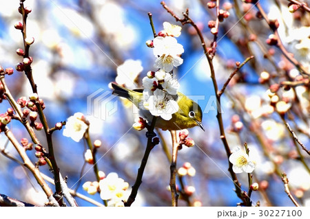 東京都三鷹市の野鳥 仙川遊歩道のウメにとまるメジロ 30227100