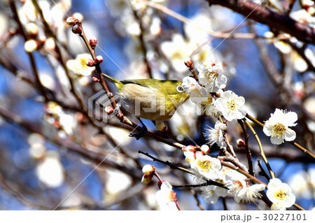 東京都三鷹市の野鳥 仙川遊歩道のウメの蜜を吸うメジロ 30227101