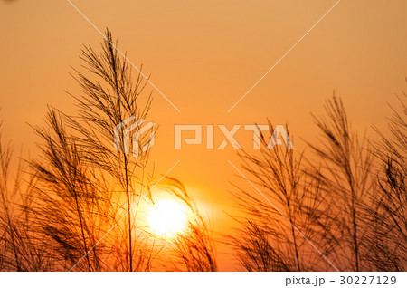 Silhouette of reeds grass,on the background Silhouette of reeds grass,on the background 30227129