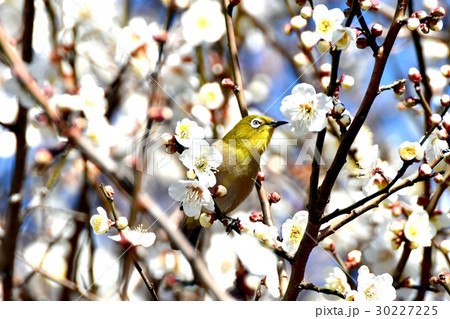東京都三鷹市の野鳥 仙川遊歩道のウメにとまるメジロ 東京都三鷹市の野鳥 仙川遊歩道のウメにとまるメジロ 30227225