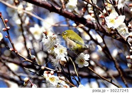 東京都三鷹市の野鳥 仙川遊歩道のウメにとまるメジロ 30227245