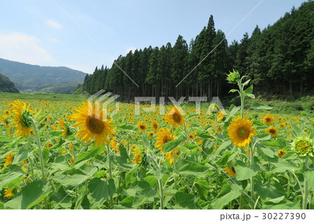 たんとう花公園 ひまわり畑 たんとう花公園 ひまわり畑 30227390