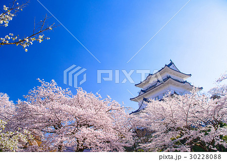 【神奈川県】小田原城、桜の季節 30228088
